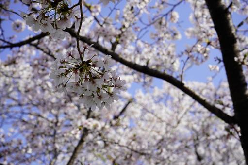 桜 桜の写真