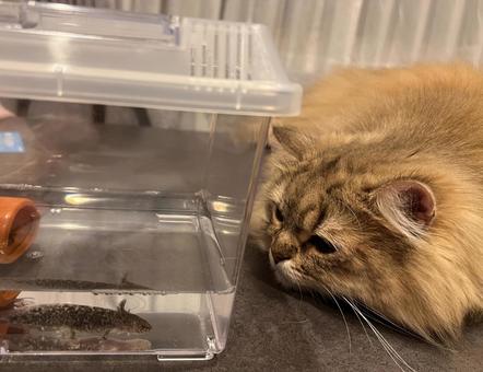 ウーパールーパーを見るペルシャ猫 ウーパールーパーを見るペルシャ猫の写真