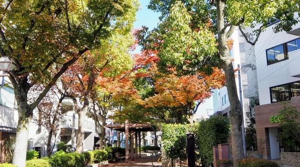 東京の紅葉・葛西親水四季の道(江戸川区) 東京の紅葉・葛西親水四季の道(江戸川区) 秋,紅葉,葛西親水四季の道の写真素材