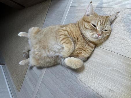 落ちている猫 落ちている猫の写真