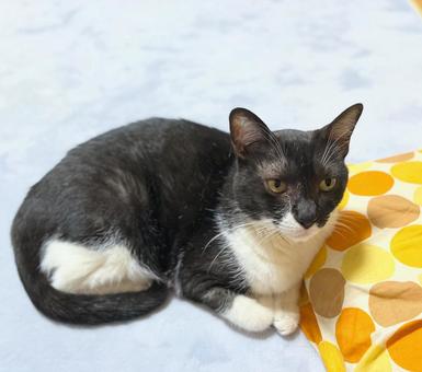 クッションのそばに座る白黒猫 ねこ,ハチワレ,白黒の写真素材