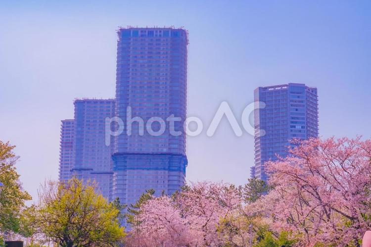 桜と高層ビルの春景色 辰巳の森緑道公園,桜,花の写真素材