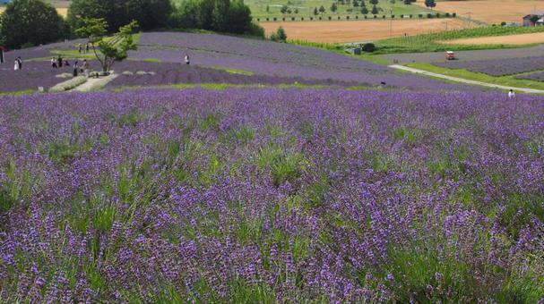 富良野 日の出公園ラベンダー園ラベンダーの写真