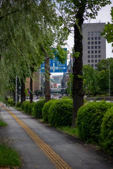 東京の街路樹とビル群 東京,都市,街並みの写真素材