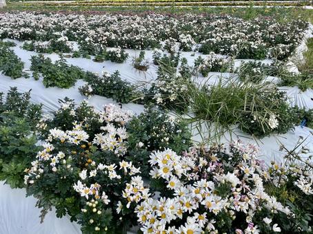 奈良　小菊畑 平群の小菊,平群,へぐりの写真素材