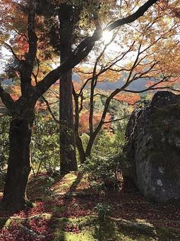 秋の木漏れ日 秋の木漏れ日の写真