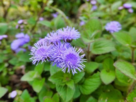 カッコウアザミの紫色の花 カッコウアザミ,花,夏の写真素材