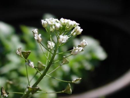 ナズナ・薺・ペンペングサ ナズナ・薺・ペンペングサ 野草,マクロ,総状花序の写真素材