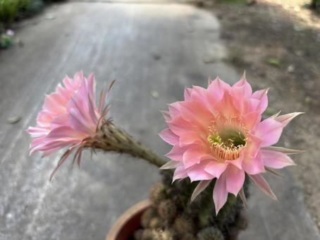 サボテンの花 サボテンの花の写真