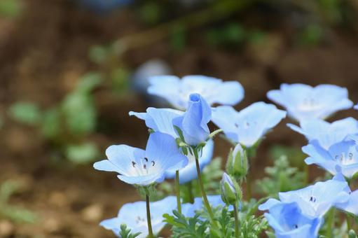 ネモフィラの蕾 ネモフィラの蕾 ネモフィラ,羊山公園,埼玉県の写真素材