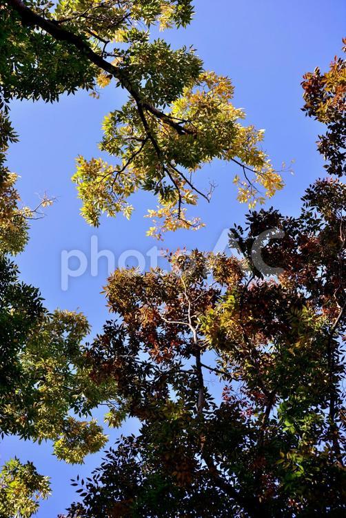 天を覆う木々の葉 葉,木,樹木の写真素材