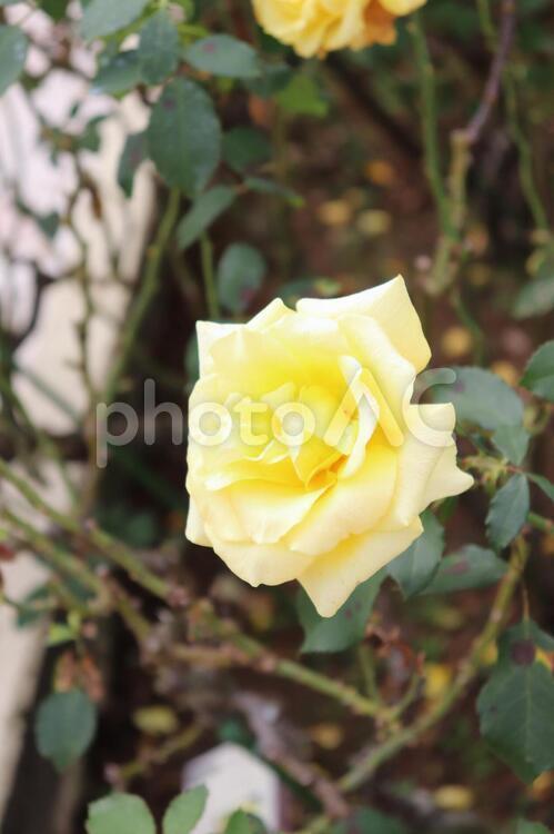 花が作られた時のドイツ首相から命名した薔薇、ヘルムット・シュミット ヘルムット・シュミット,薔薇,植物の写真素材