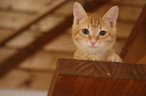 見下ろす子猫 猫,子猫,茶トラの写真素材