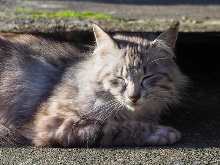 日なたで眠る猫 日なたで眠る猫 猫,動物,昼寝の写真素材