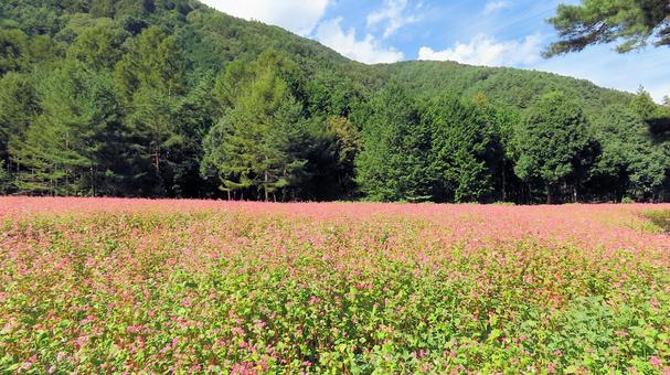 信州の秋 赤い花のソバ畑 信州の秋 赤い花のソバ畑の写真