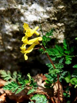 キケマン キケマン,ケマン,黄色の写真素材