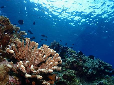 沖縄の海とサンゴ 沖縄ダイビング,ダイビング,地形の写真素材