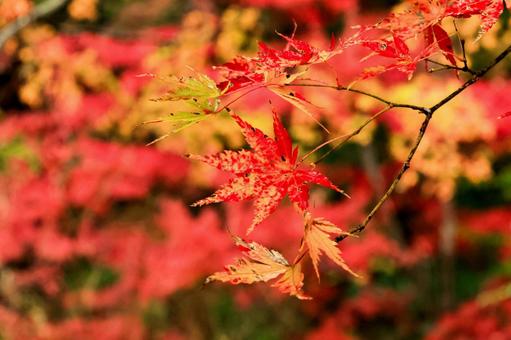 紅葉 紅葉,養老渓谷,筒森もみじ谷の写真素材