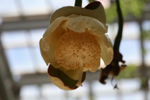 白い花びらのハワーシの花のアップ 白い花びらのハワーシの花のアップの写真