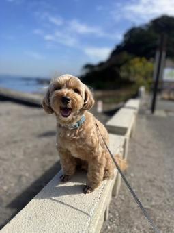 マルプー けんけん マルプー けんけん 犬,ペット,マルプーの写真素材