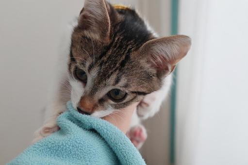 子猫03 子猫,ねこ,ペットの写真素材