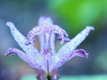 淡い光の中のホトトギスの写真