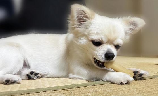 	歯磨きガムを噛むチワワ チワワ,ペット,噛むの写真素材