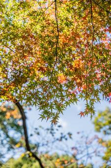 秋の終わりと冬の始まり 紅葉,モミジ,紅葉狩りの写真素材