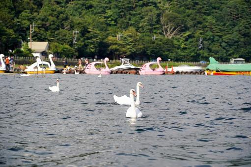 湖に浮かぶ複数の白鳥 湖に浮かぶ複数の白鳥の写真