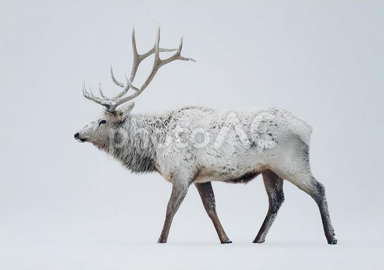 寒さに耐えるエルクの姿 ヘラジカ,雪,冬の写真素材