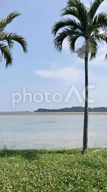 海とヤシの木-01 ビーチ,海,ヤシの木の写真素材