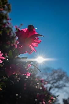 東京　浜離宮恩賜庭園の風景 東京,東京都,浜離宮恩賜庭園の写真素材