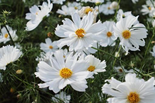 白いコスモス コスモス,十月,白の写真素材