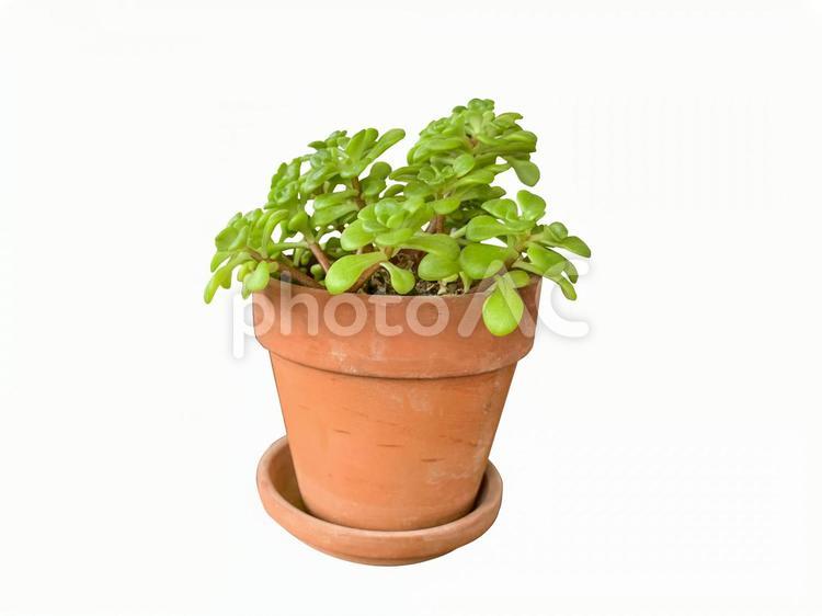 観葉植物（切り抜き済みPSD） 観葉植物,植物,グリーンの写真素材