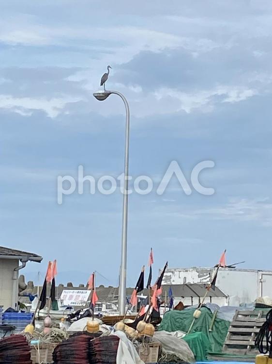 街頭にとまる白い鳥 雲,曇り空,鳥の写真素材
