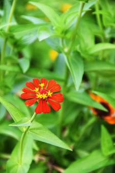 Zinnia, JPG