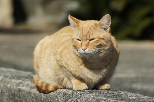ねこ ねこ にゃんこ,可愛い,野良猫の写真素材