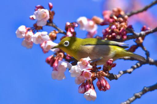 寒桜に来たメジロ 寒桜に来たメジロの写真