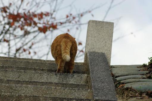 ねこ ねこ にゃんこ,可愛い,野良猫の写真素材