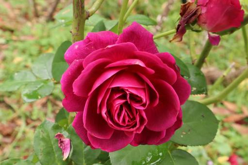 バラ園に咲く赤い薔薇の写真ですの写真