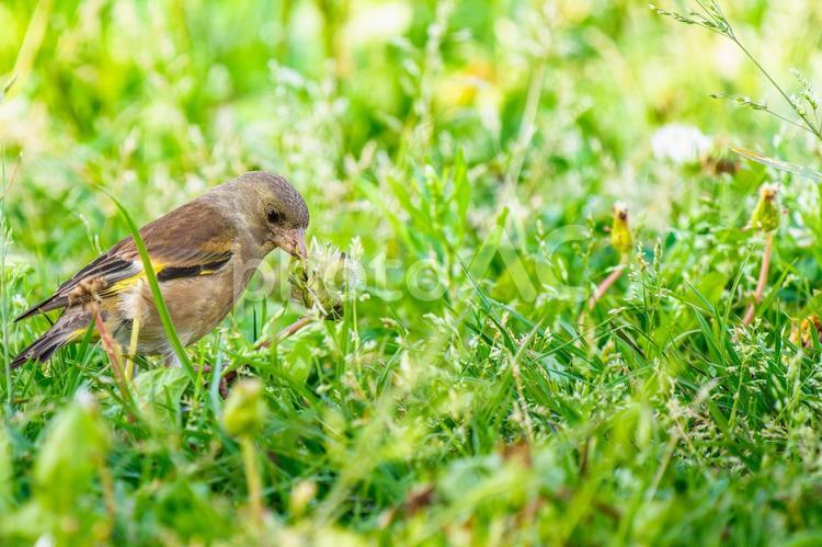 草むらを歩くカワラヒワ・コピースペース カワラヒワ,野鳥,鳥の写真素材