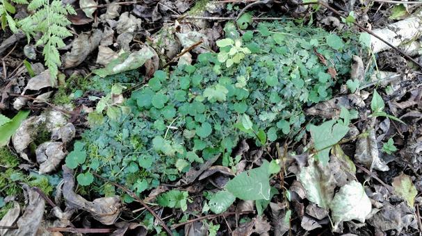 山の葉っぱ 山の葉っぱ 植物,自然,苔の写真素材