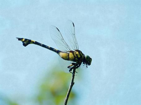 【昆虫写真】ウチワヤンマ(団扇蜻蜒) 【昆虫写真】ウチワヤンマ(団扇蜻蜒)の写真