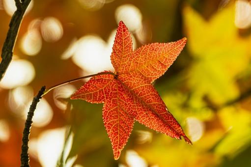 紅葉 秋,10月,黄色の写真素材