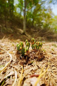 250510津南町見倉ぜんまい 新潟県,中魚沼郡,津南町の写真素材