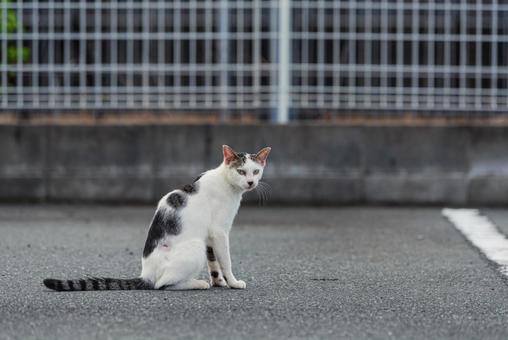 毛繕いが終わってスッキリした顔の牛柄猫 牛柄猫,cawcat,ハチワレ猫の写真素材