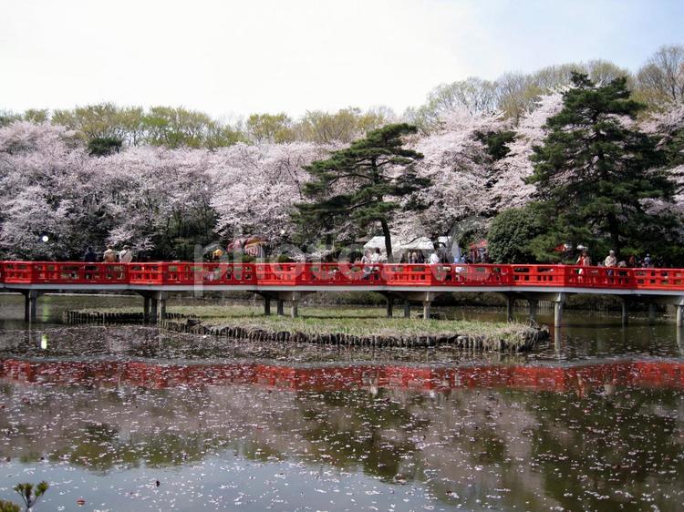 岩槻城址公園の桜 桜,埼玉県,岩槻の写真素材