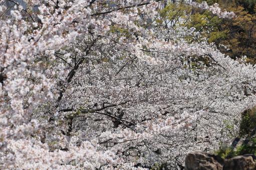 ソメイヨシノ ソメイヨシノ ソメイヨシノ,桜,花の写真素材