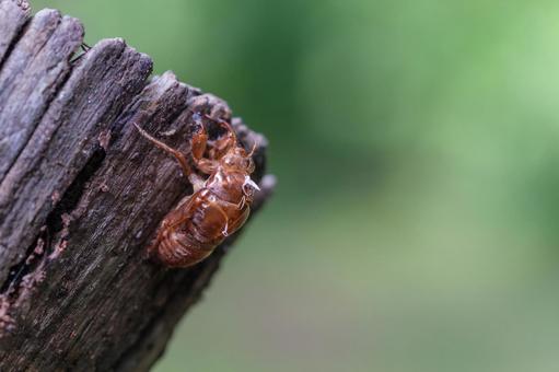 セミの抜け殻 セミの抜け殻の写真