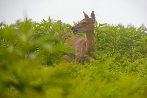 Photo, shiretoko nature center, ezoshima, eat food, 